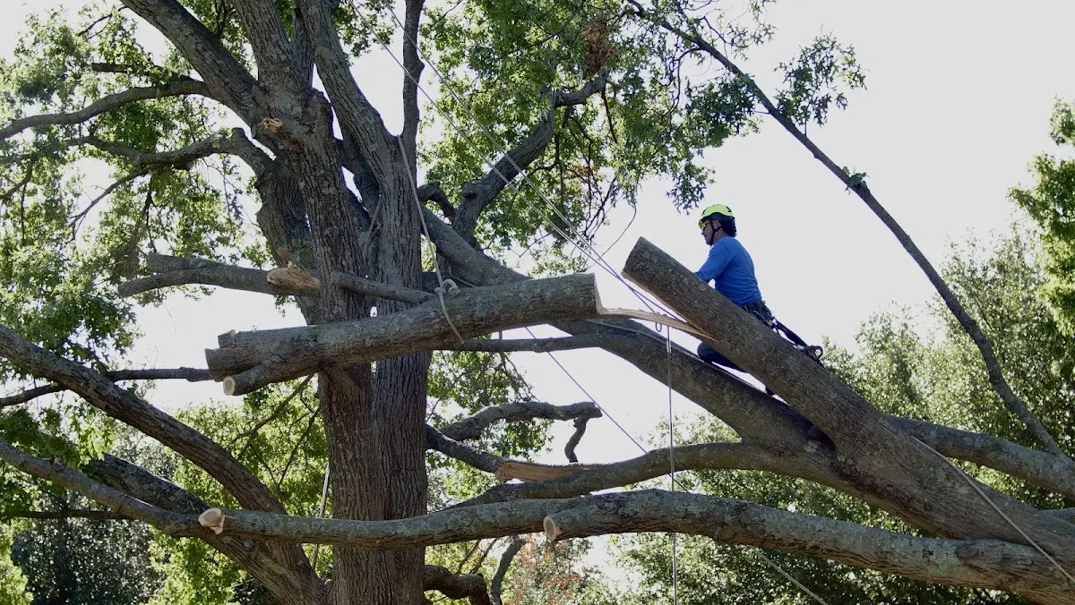 Professional Hazardous Tree Removal performed by certified arborists in Mendota