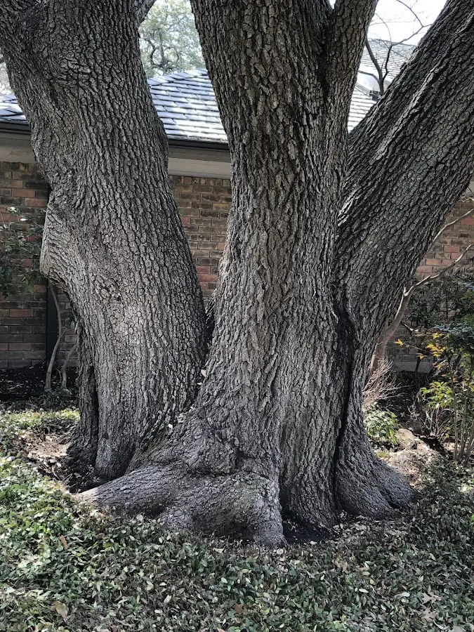Mature heritage tree close to a Mendota property cared for by certified arborists